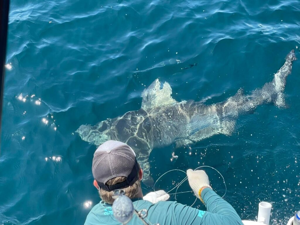 man fishing a shark