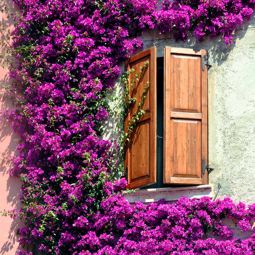 Purple bougainvillea climbing stone facade and around a wooden shuttered window of a home