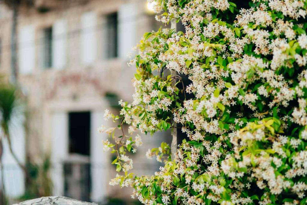 White flowering vine with house blurred in background