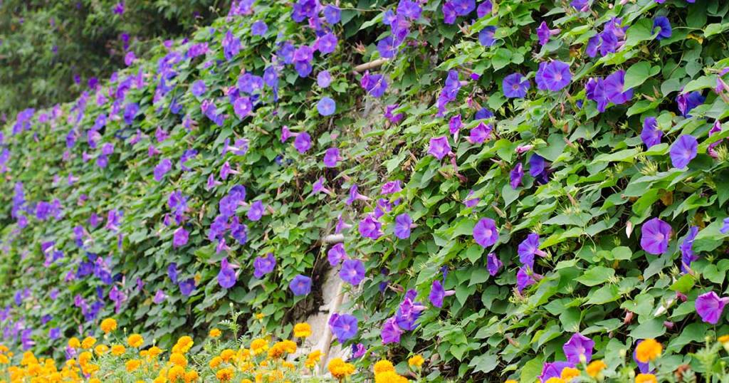 Purple morning glories in bloom with yellow flowers in foreground
