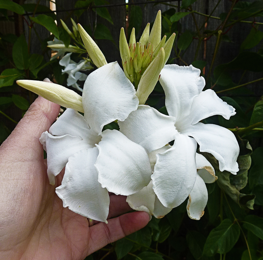 Closeup of a white Mandevilla in bloom