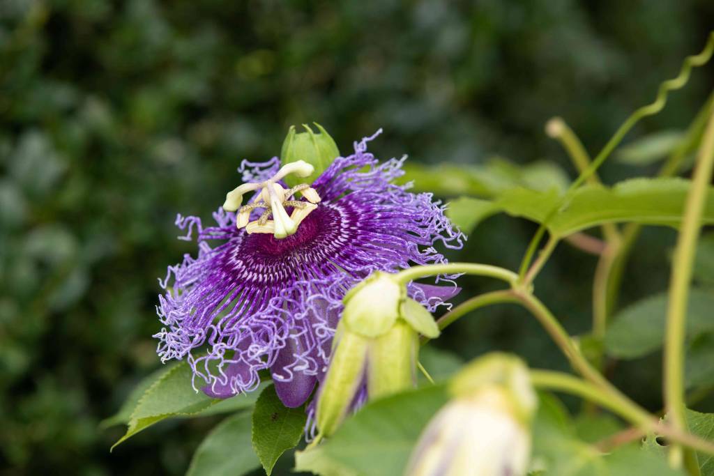 closeup of a passion flower in bloom