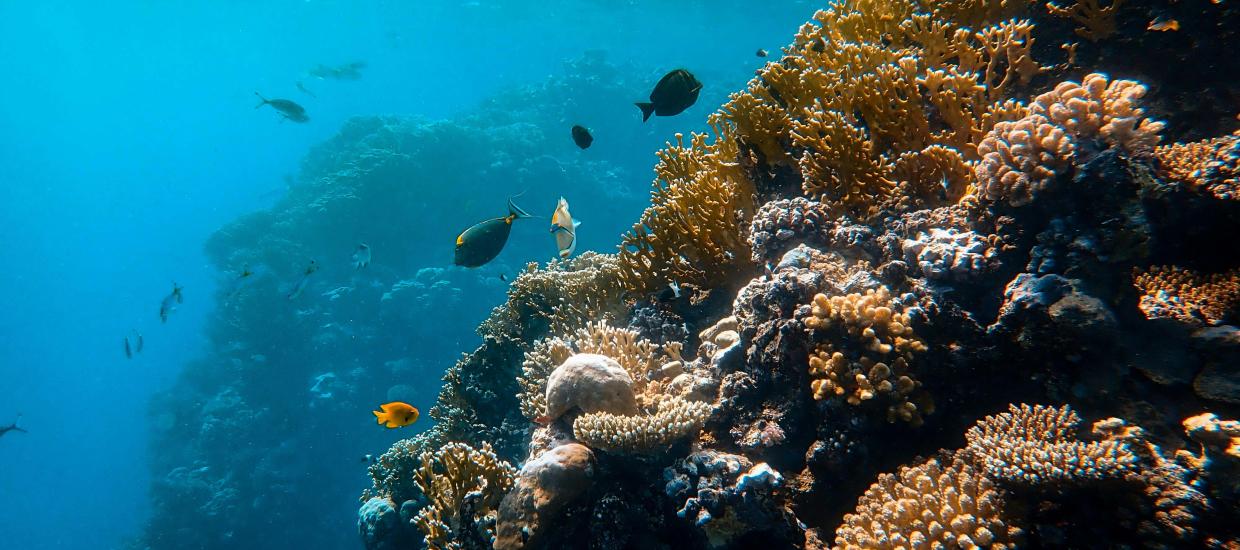 coral reefs pexels-francesco-ungaro-3189106