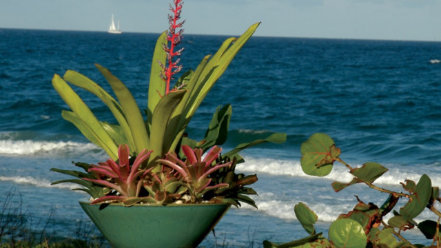 Tropical foliage in a container against the backdrop of a blue ocean ad white sailboat