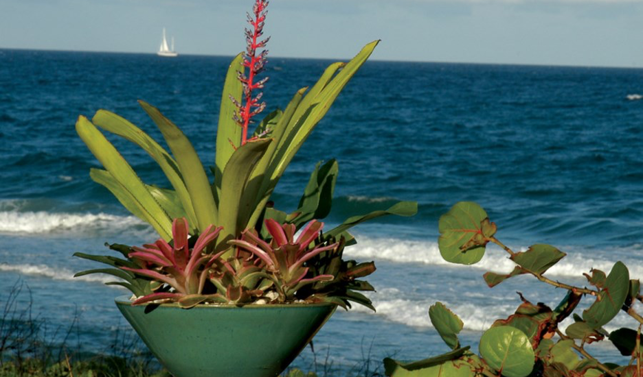 Tropical foliage in a container against the backdrop of a blue ocean ad white sailboat