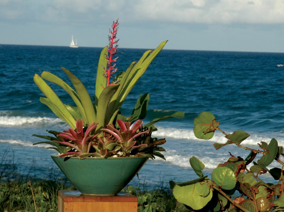 Tropical foliage in a container against the backdrop of a blue ocean ad white sailboat