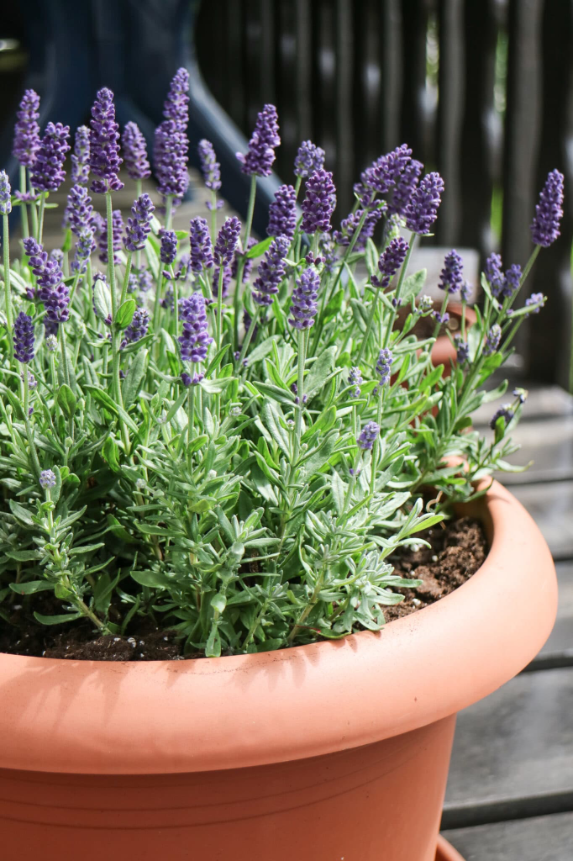 English lavender in a container on a porch deck