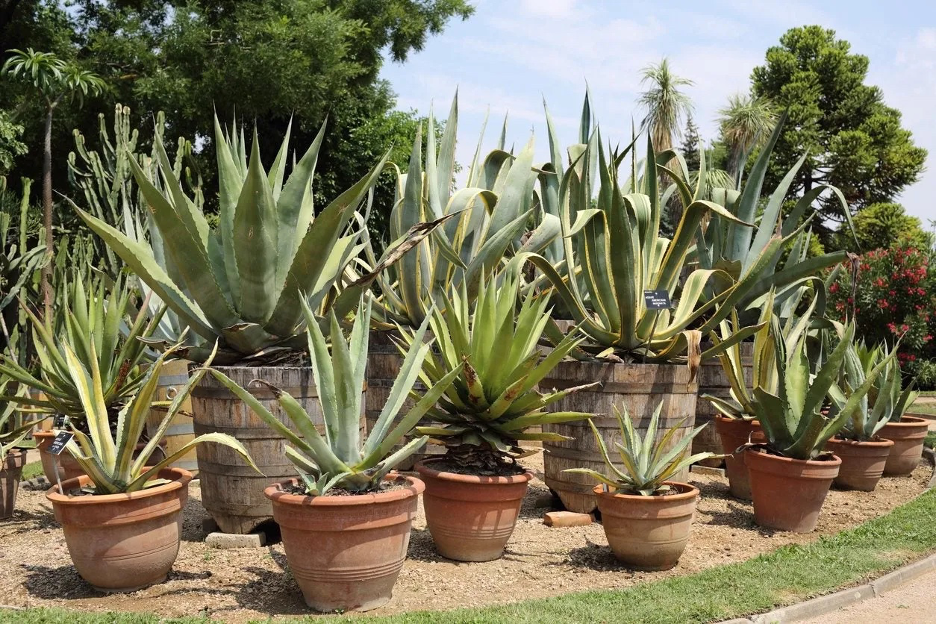 Agave plants in pots and containers in an outdoor arrangement with other foliage in background