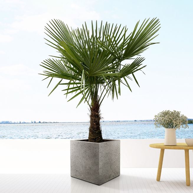 Windmill palm in a square container on outdoor deck with table, vase of flowers, and blue ocean waters in the background