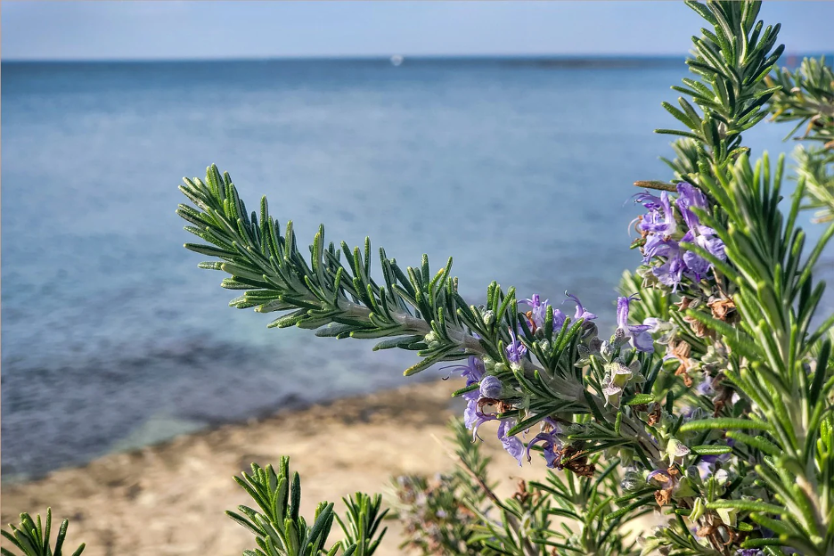 Rosemary plant growing on the coast against ocean backdrop