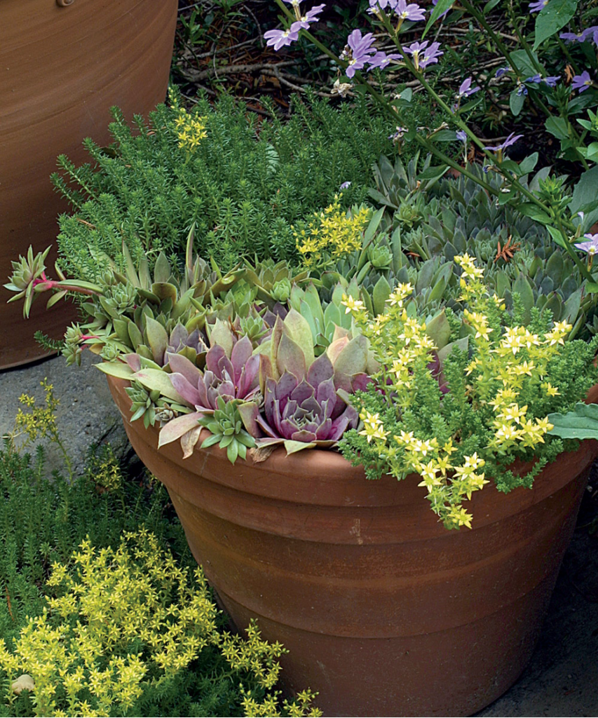 Sedum varieties planted in a container outside