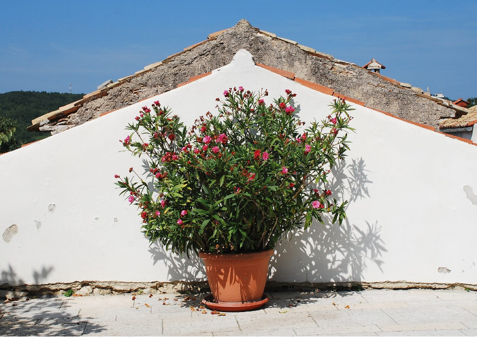 pot of blooming pink oleander on rooftop garden