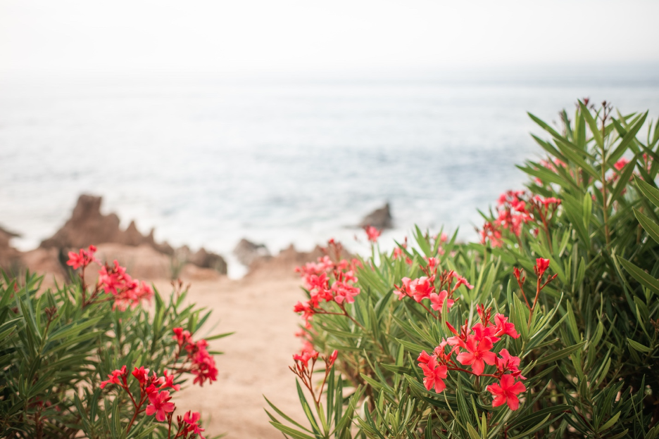 Red flowers blooming along a sandy path to the beach with ocean in background