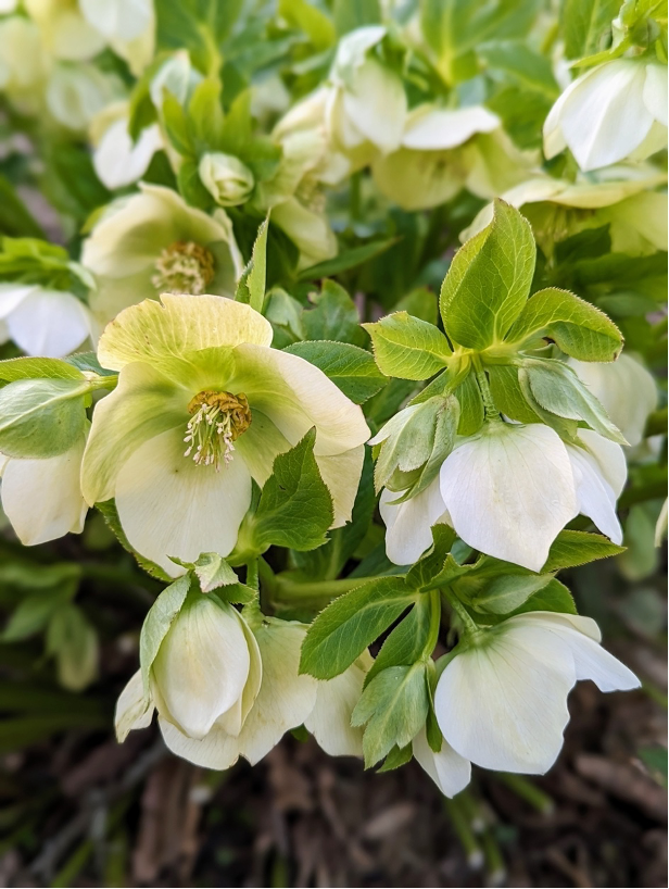 White Hellebores blooming along the upper East Coast