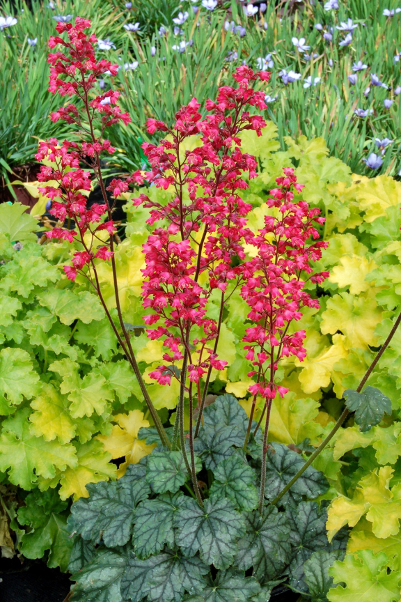 Coral bells in full bloom along the Mid-Atlantic coast