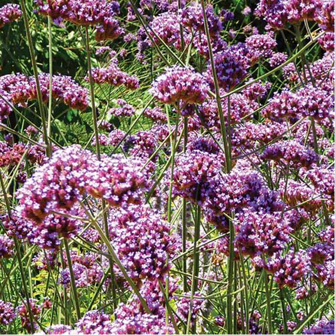 Verbena blooming along the Southeastern Coast