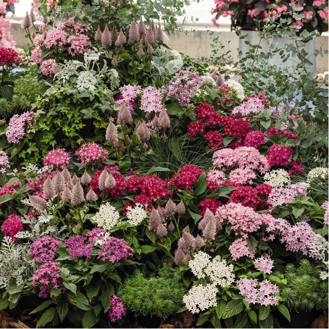 A vibrant mix of penta flowers blooming in the Gulf Coast
