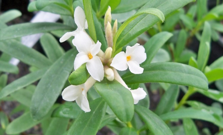 Winter Daphne in bloom in the Pacific Northwest