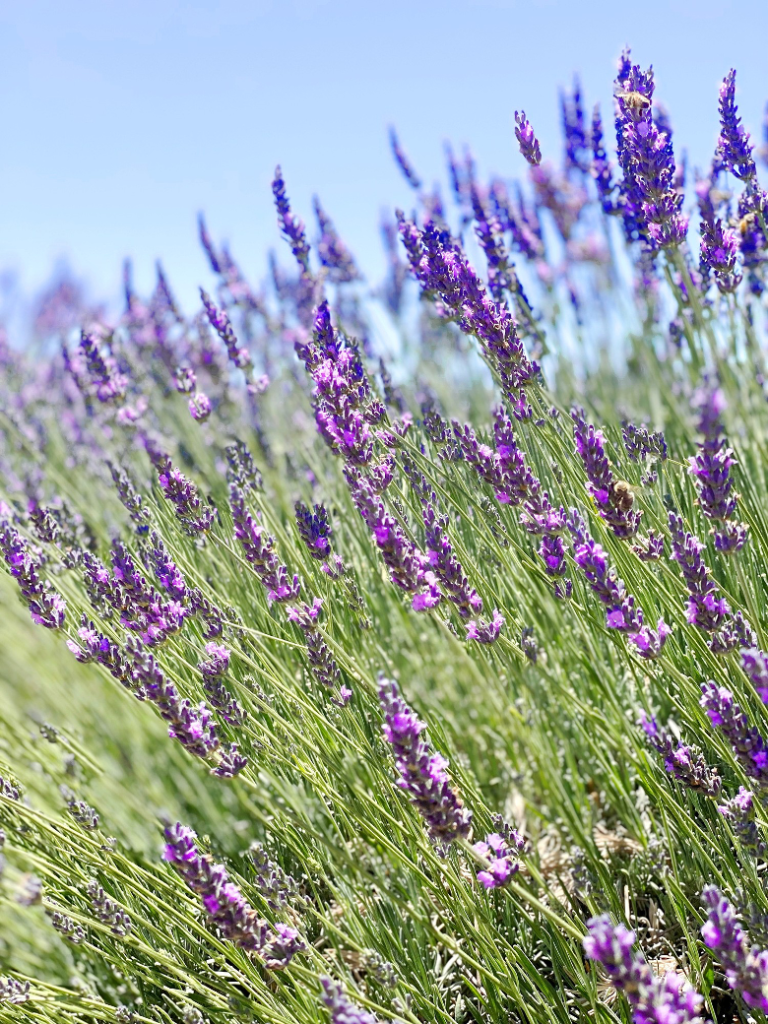 Lavender field in Southern California