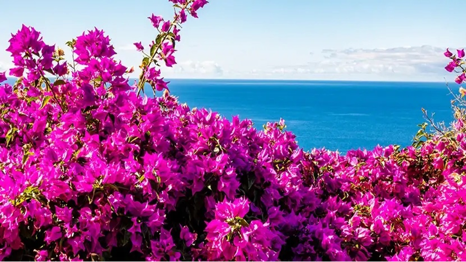 Vibrant magenta Bougainvillea blooming on the California coast with ocean in background