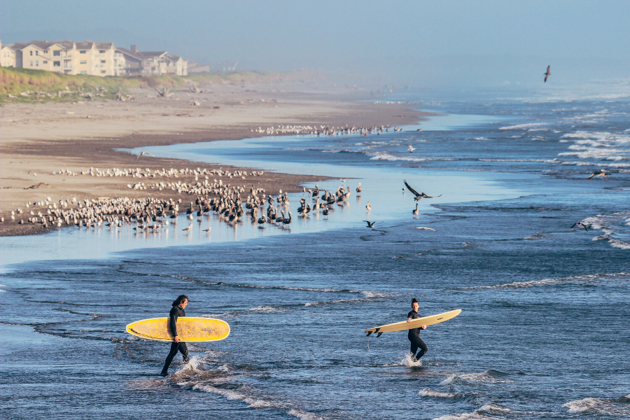 Surfers going out to paddle from the beach of Westport, Washington State and seabirds flocking together on the shoreline with beach cottages in background