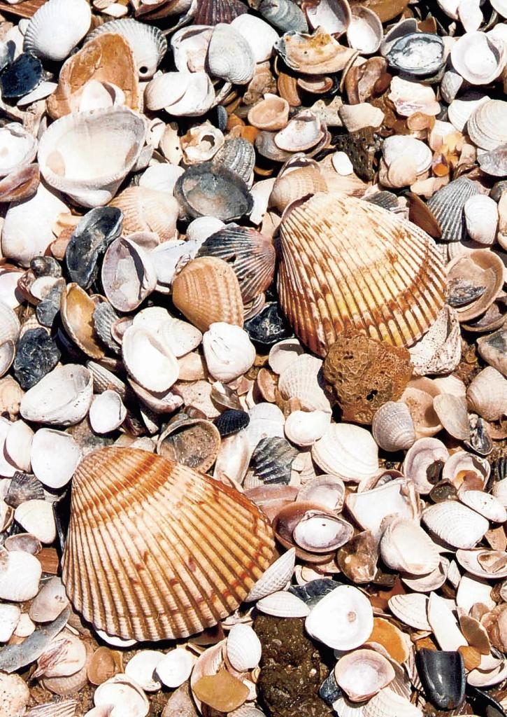 examples of Cockle Shells – bivalves found on the beaches of California, Gulf Coast, & Mid-Atlantic