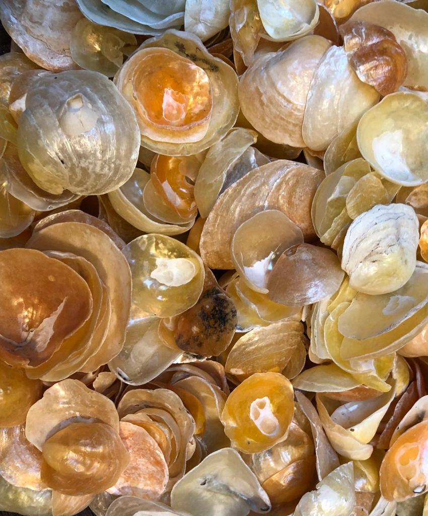 Examples of the Jingle Shell – a bivalve found on the beaches in the Upper East, Mid-Atlantic, & Southeast