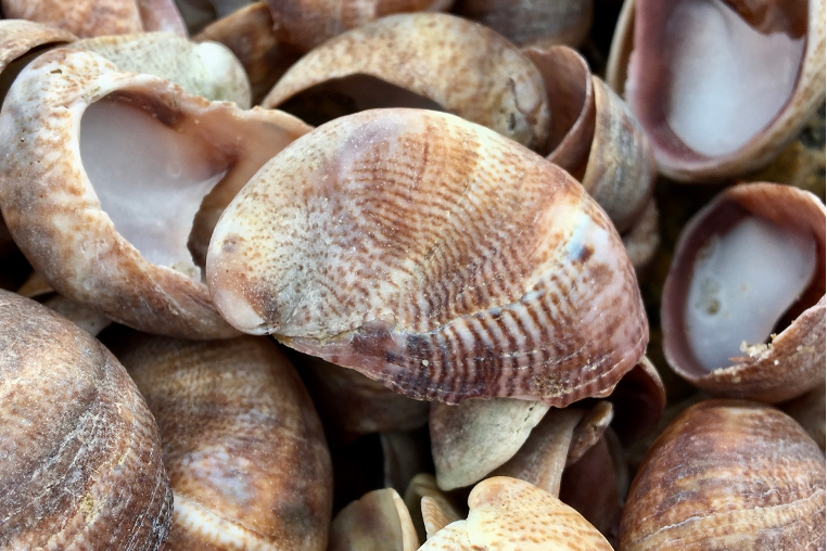 Examples of the Slipper Shell – a gastropod found in the Upper East, Mid-Atlantic, & Pacific Northwest beaches