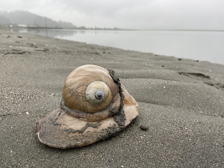 Example of the Moon Snail – Euspira lewisii, a gastropod found on the beaches of the Pacific Northwest