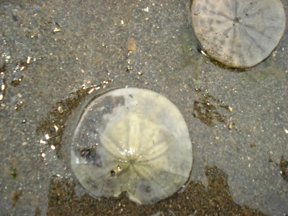 examples of the Pacific Sand Dollar – a bivalve relative / echinoderm found on the beaches in California & Pacific Northwest.
