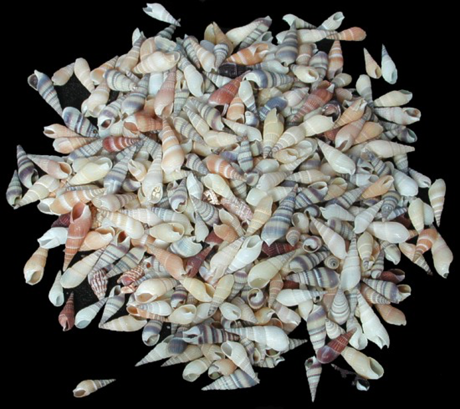 Examples of Auger Shells – a Gastropod found on the beaches of Florida, Gulf Coast, & Southeast