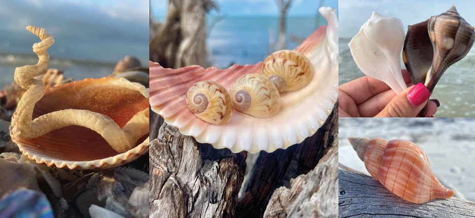 Photo montage of different types of seashells you can find on the beach with driftwood and ocean waters in the background.