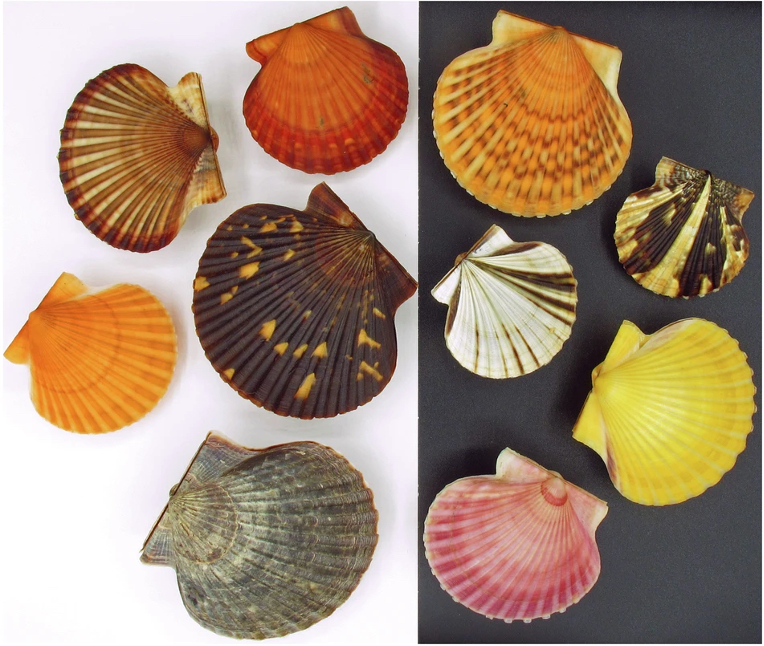 Examples of the Atlantic Bay Scallop – a bivalve found in the Upper East & Mid-Atlantic Coasts