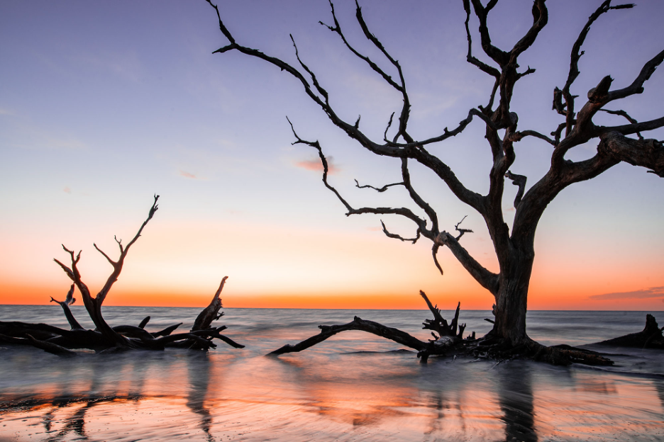 Driftwood silhouettes at sunset along Driftwood Beach – Jekyll Island, Georgia
