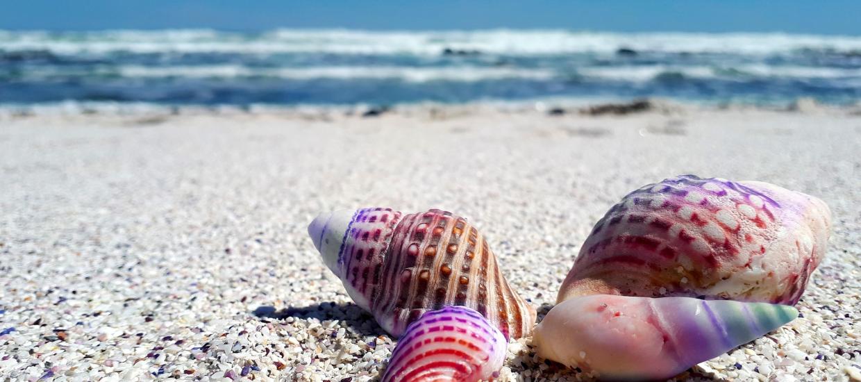 Seashelling: Sharpen your shell game with this easy guide