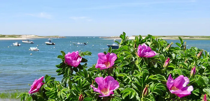 Upper East Coast: Rosa rugosa (Beach Rose)