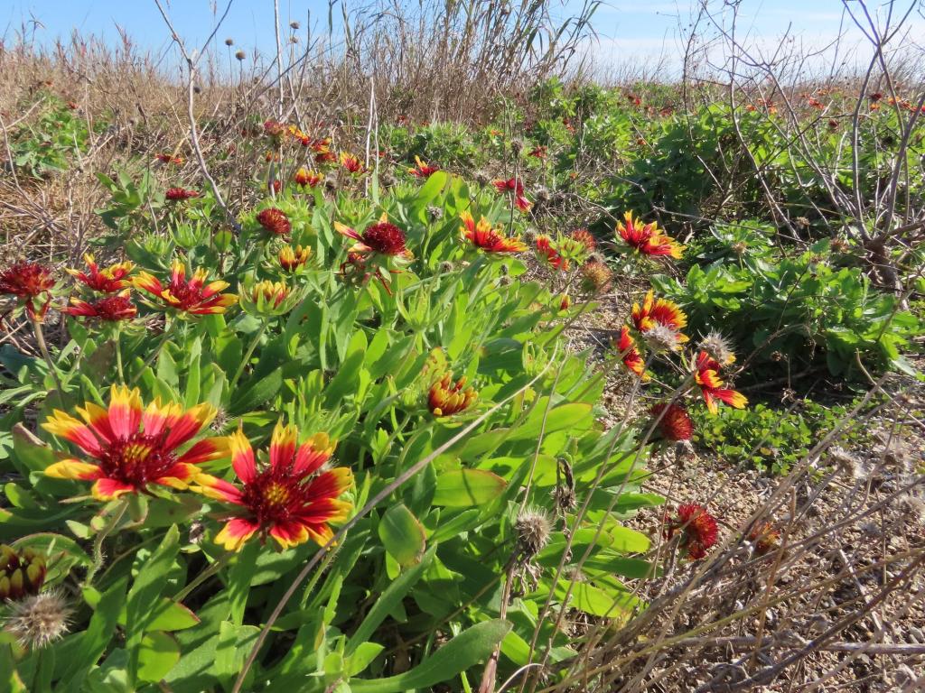 Gulf Coast: Gaillardia pulchella (Blanket Flower)
