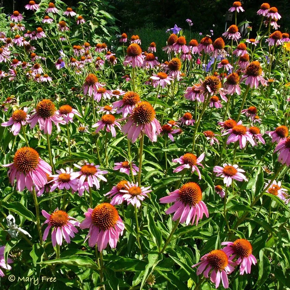 Mid-Atlantic Coast: Echinacea purpurea (Purple Coneflower)
