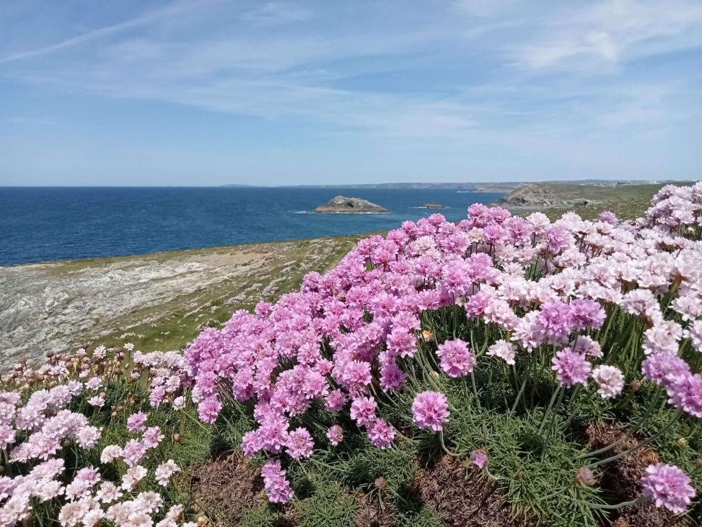 Pacific Northwest Coast: Armeria maritima (Sea Thrift)
