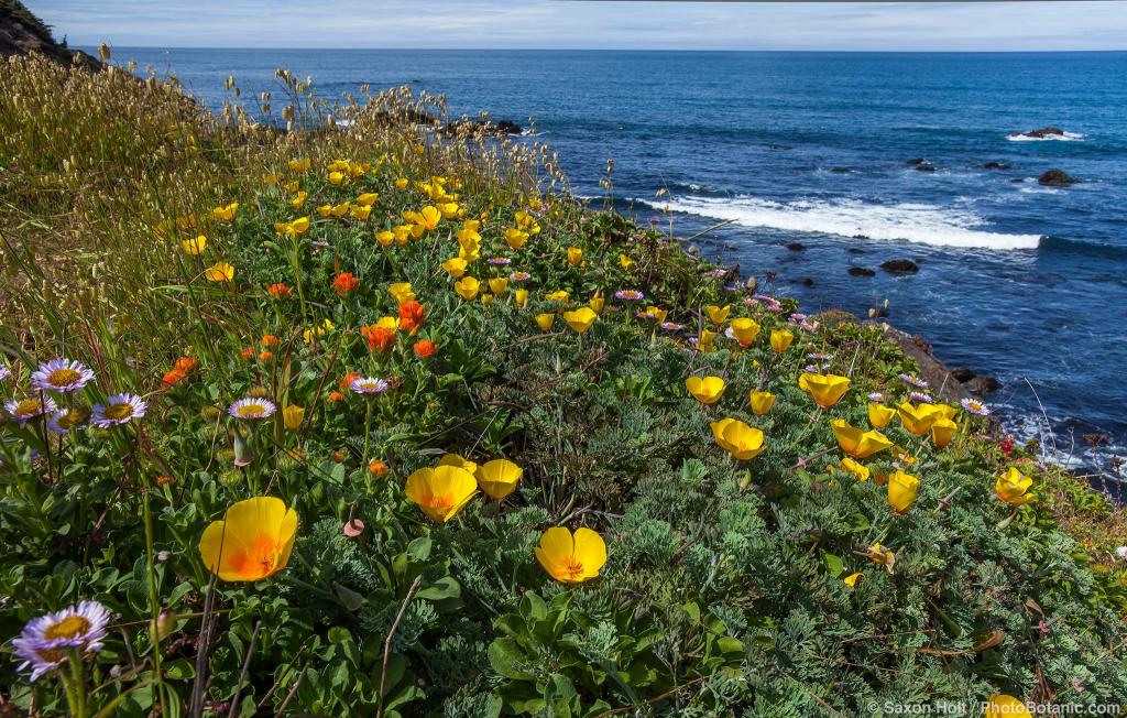 Northern California Coast: Eschscholzia californica (California Poppy)
