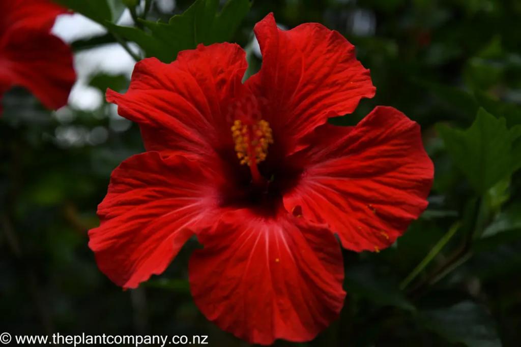 Southeastern Coast: Hibiscus rosa-sinensis (Tropical Hibiscus)
