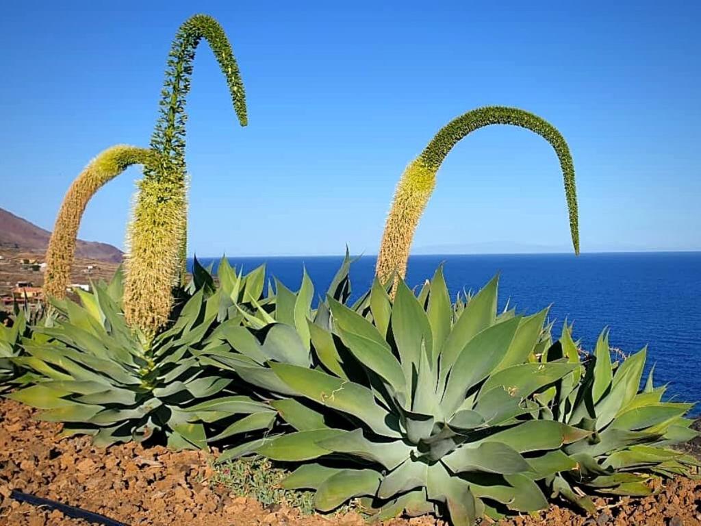 Southern California Coast: Agave attenuata (Foxtail Agave)
