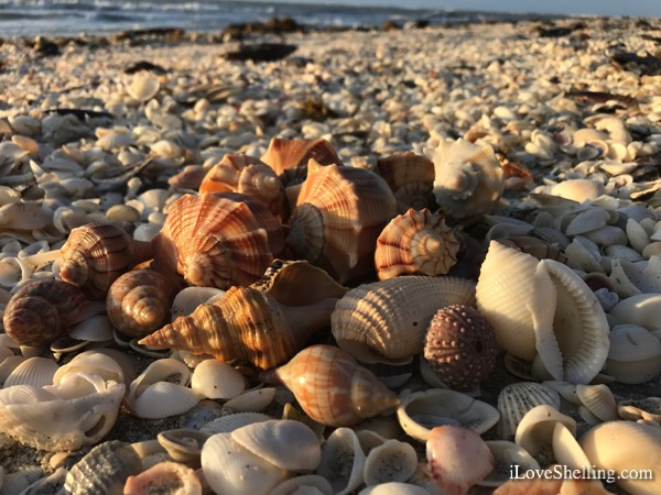 seashells washed ashore on Sanibel Island – Sanibel, Florida
