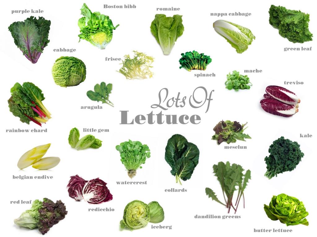 IMAGE OF LETTUCE VARIETES