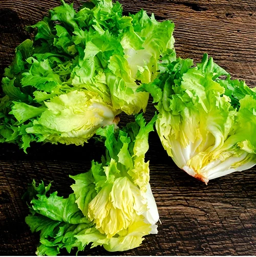 Escarole lettuce variety