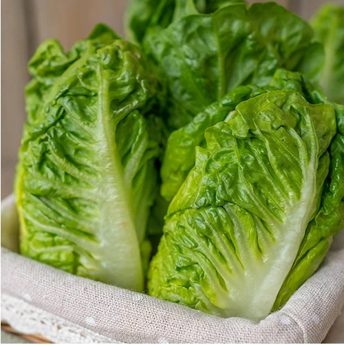 Little Gem Lettuce