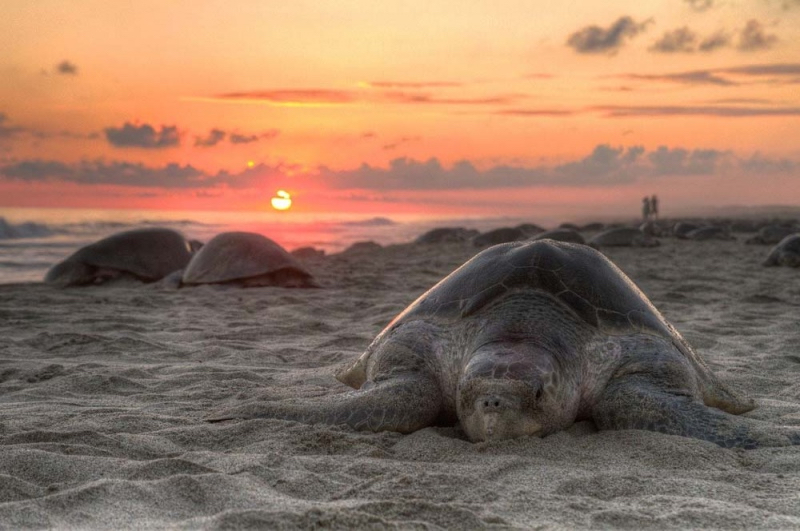 Sea turtles nesting on Bald Head Island, NC