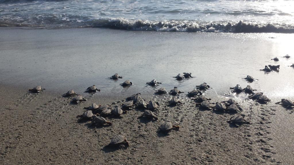 Sea turtle hatchlings on Juno Beach, FL

