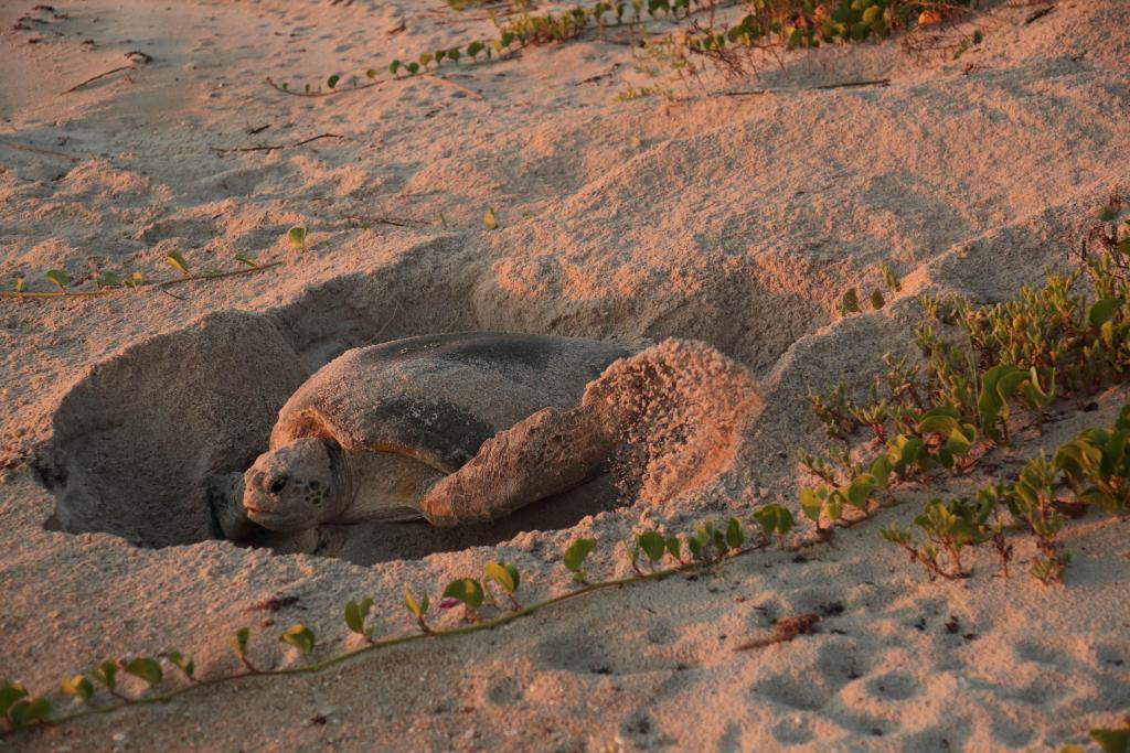 Green sea turtle digging her nest along Canaveral National Seashore, FL

