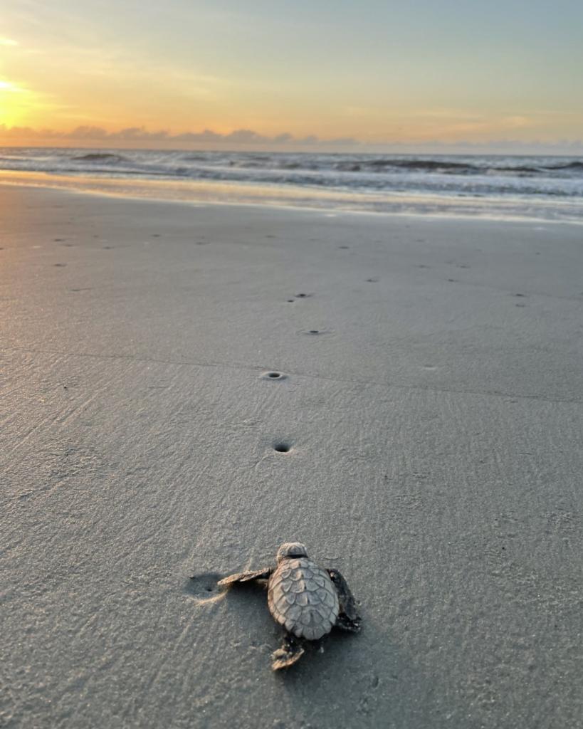 Sea turtle making way to the ocean, on Sea Island, GA
